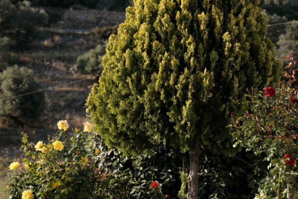 Giampoura Estate